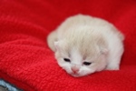Kitten3